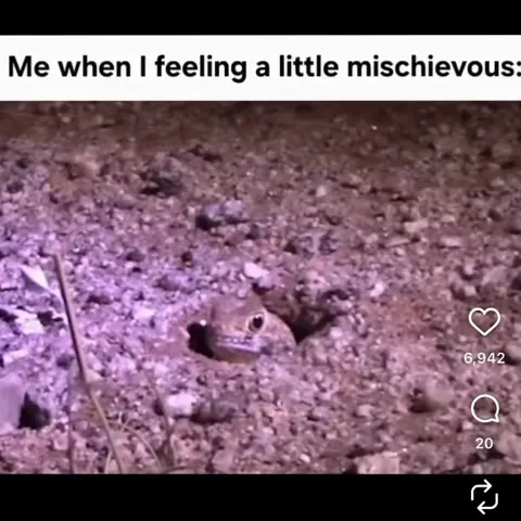 Mischievous Fish Peeking Out