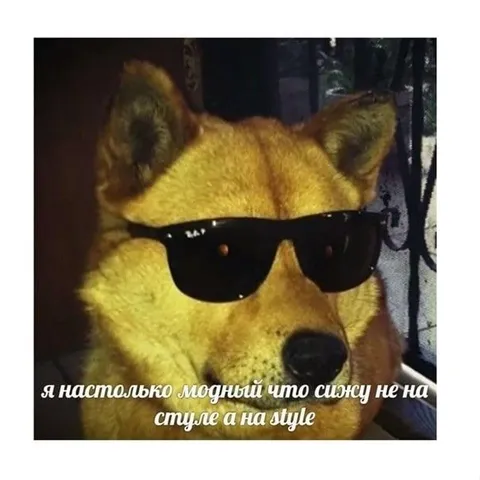 Модный пёс на style