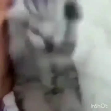Котёнок танцует под музыку