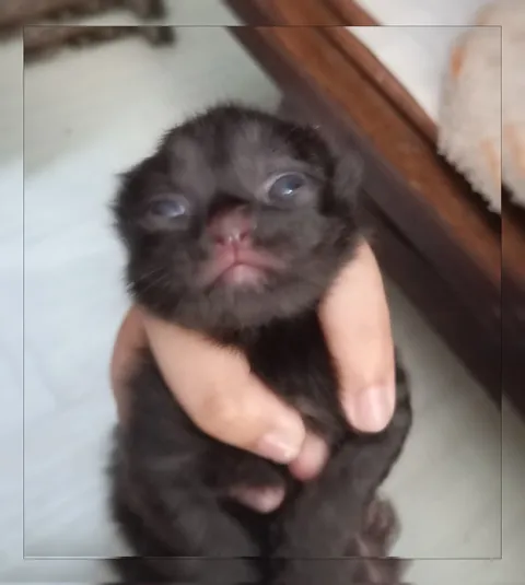 Сонный котёнок с мутным взглядом