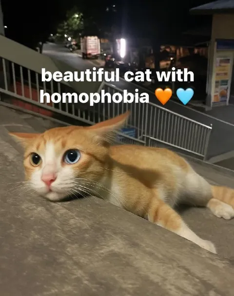 Beautiful Cat With Homophobia