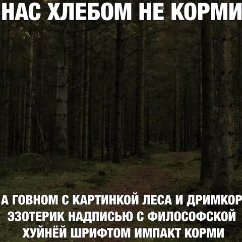 Лес с философской надписью