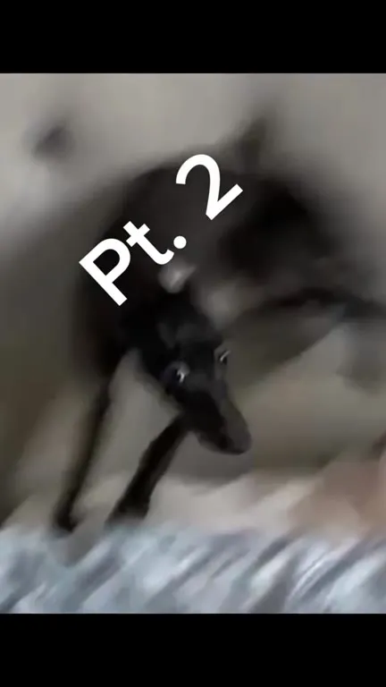 Pt. 2 Cat Beatboxing