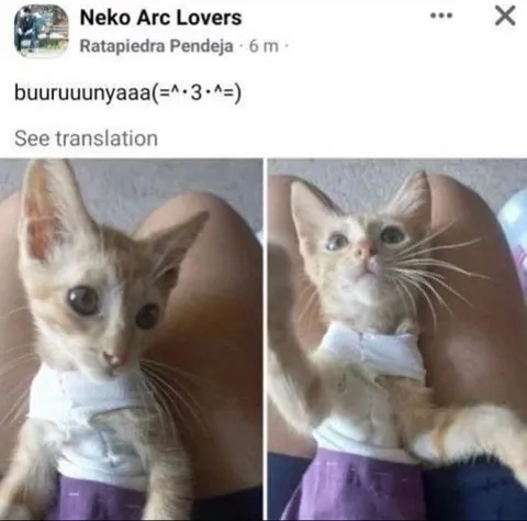 Buuruuunyaa Cat Reaction