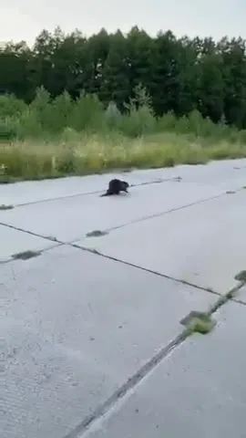 Бобёр на дороге