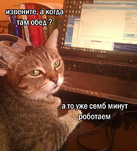 Кот спрашивает, когда обед