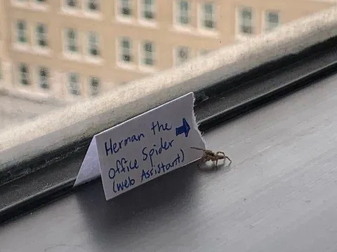 Herman the Office Spider