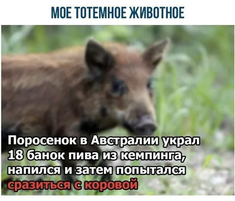Поросенок украл 18 банок пива