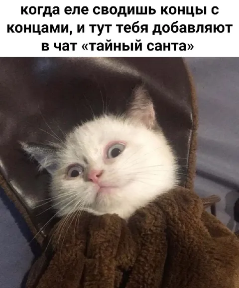 Кот в чате Тайный Санта