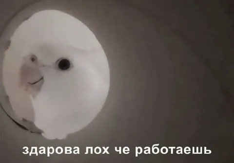 Хомяк спрашивает, чего работаешь