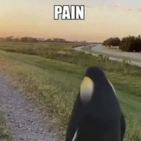 Pain Penguin Walking