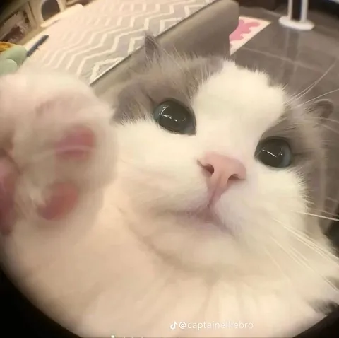 Кот тянется к камере