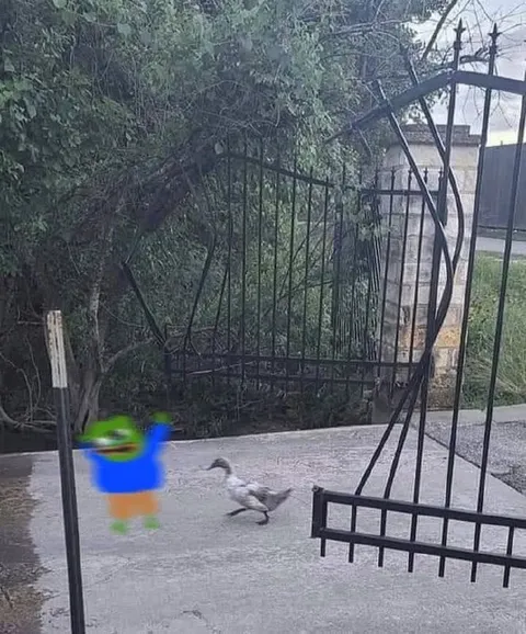Лягушка убегает от утки