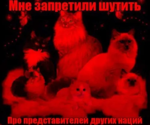 Коты после запрета шутить