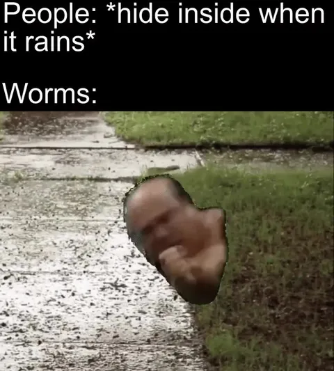 Worms Come Out in the Rain