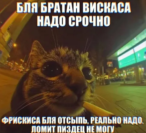 Кот просит Фрискис срочно