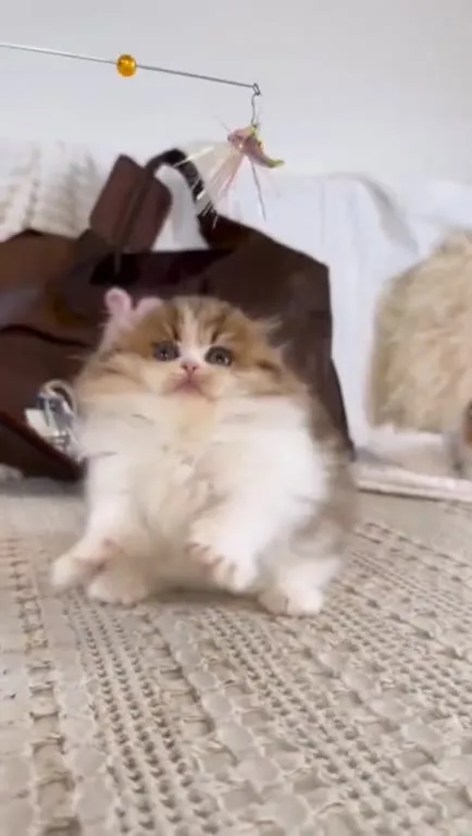 Котёнок ловит игрушку