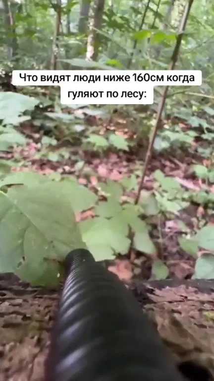 Что видят люди ниже 160 см в лесу
