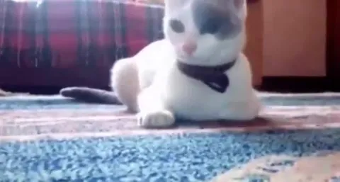 Кот с сияющими глазами