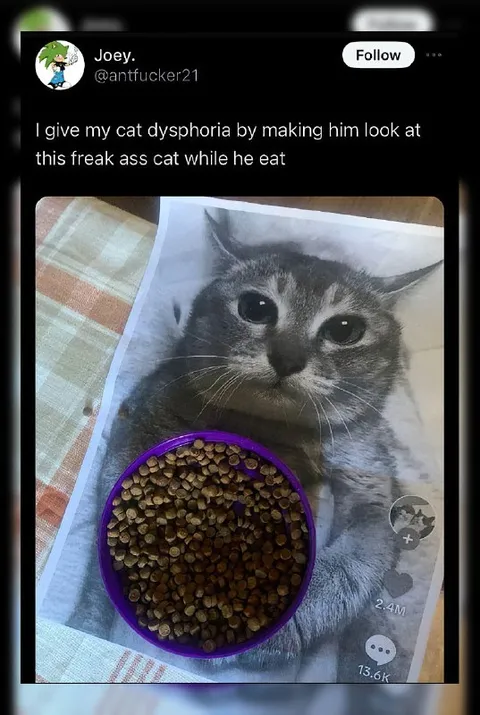 Cat Dysphoria While Eating