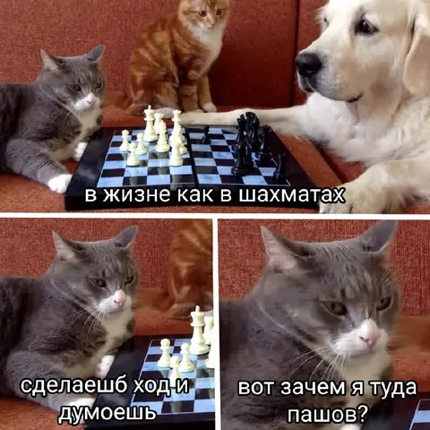 Кот пожалел о ходе