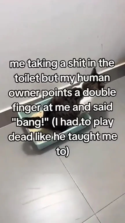 Cat Plays Dead After Bang