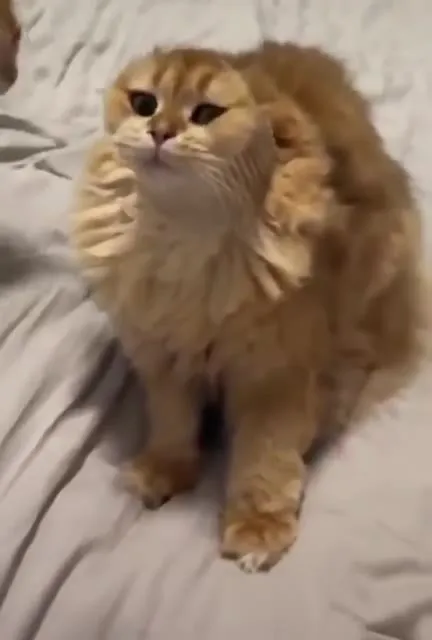 Кот с расчёской на морде