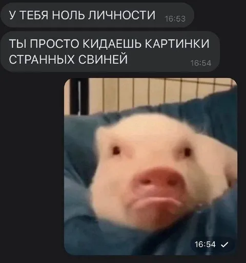 Странные картинки свиней