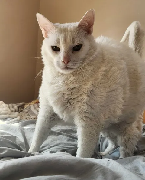 Суровый белый кот