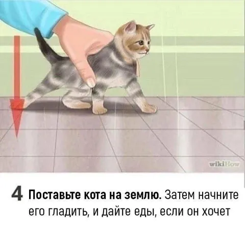 Как правильно гладить кота