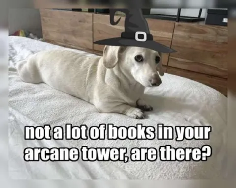 Witch Dog Has Few Books