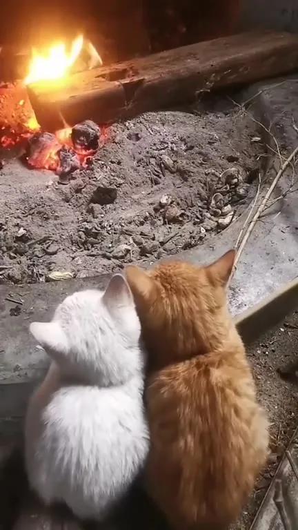 Котята смотрят на огонь