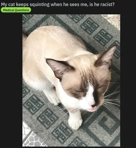 Cat Squinting at Its Owner