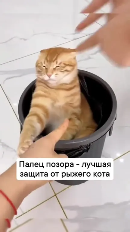 Палец позора для рыжего кота