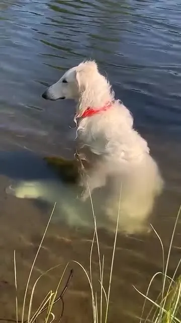 Собака растворяется в воде
