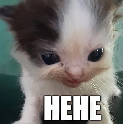 Hehe sad kitten reaction