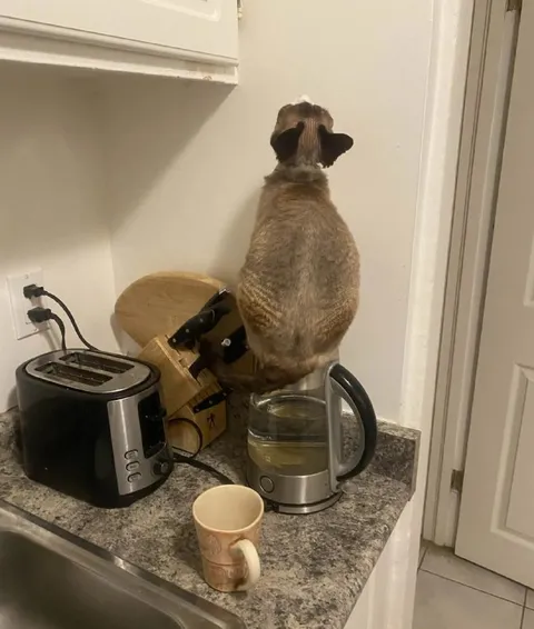Кот уставился на чайник