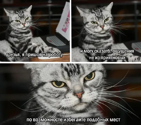 Кот пришёл на работу