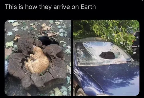 Cats Arriving on Earth
