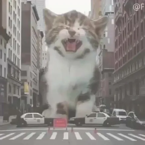 Гигантские коты захватывают город