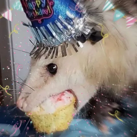Birthday Cat Eating Cupcake
