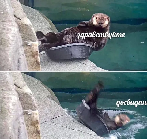 Выдра: здравствуйте и до свидания