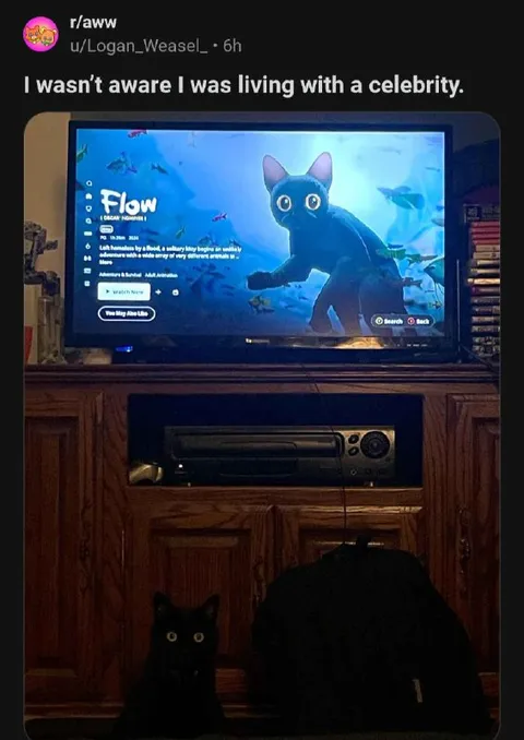 Cat Lives With a Celebrity