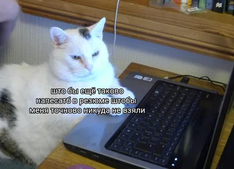 Кот пишет провальное резюме