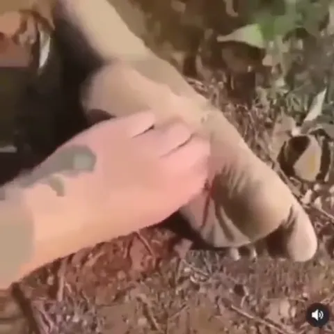 Рука гладит странную лапу XD