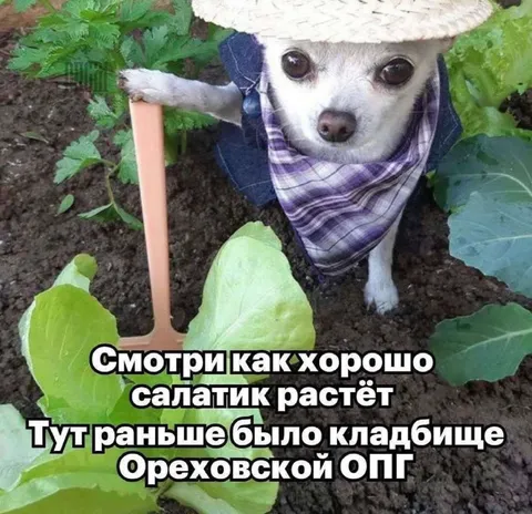 Салатик на кладбище ОПГ