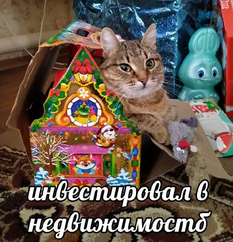 Кот инвестировал в недвижимость