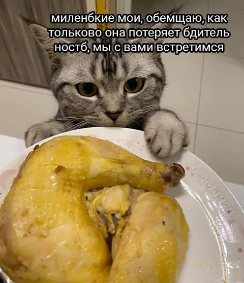 Кот ждёт, пока она уснёт