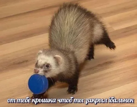 Хорёк с крышкой для ебальника