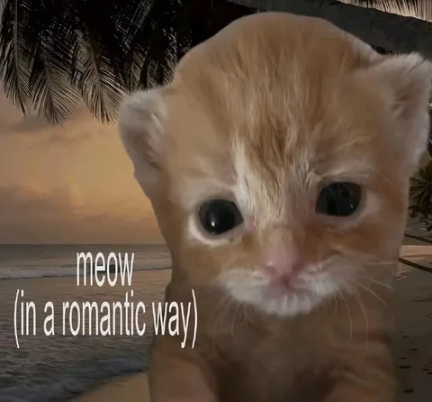 Romantic Meow Cat